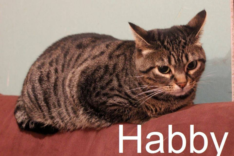 Le Café des Chats à Paris