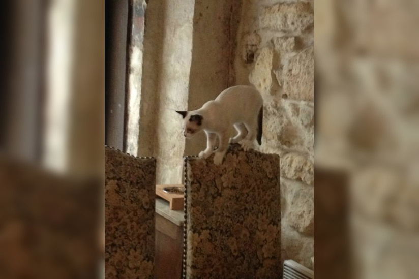 Le Café des Chats à Paris