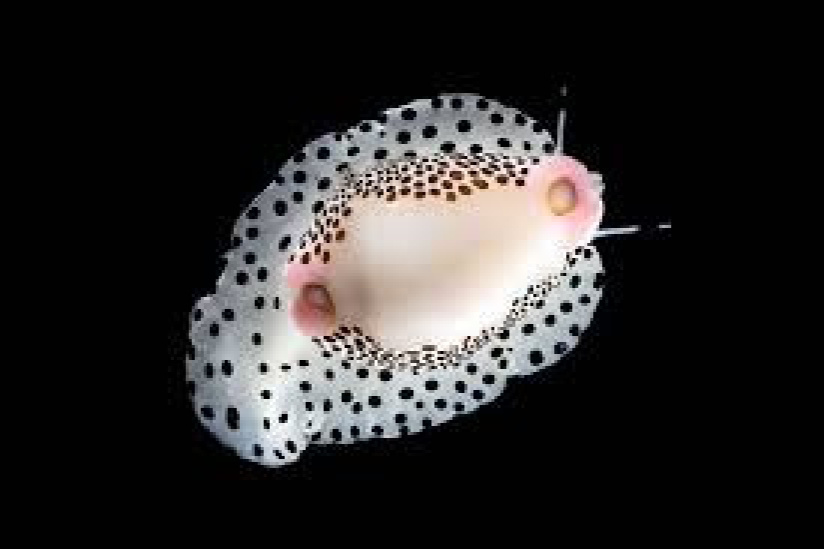 Coquillages et crustacés Aquarium de la Porte Dorée