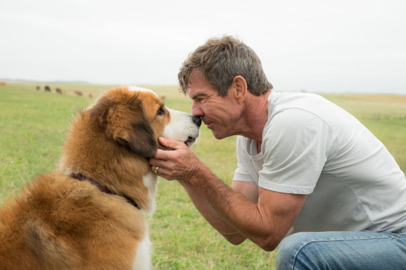 Mes vies de chien, le feel good movie