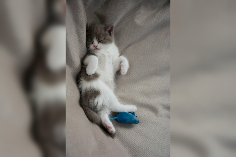 nadezhda-nikolaenko-uonij8u-ovc-unsplash