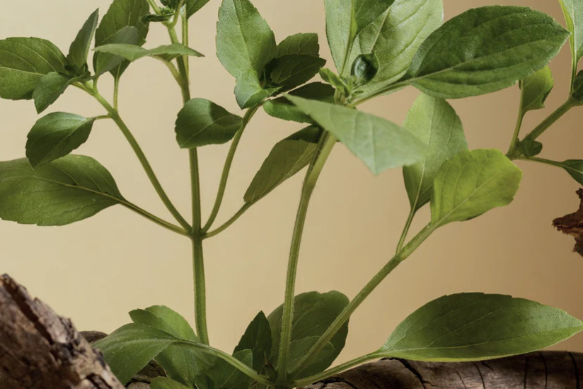 AdaptiveLab : Découvrez cette solution santé innovante à la pharmacie de Clichy, Paris