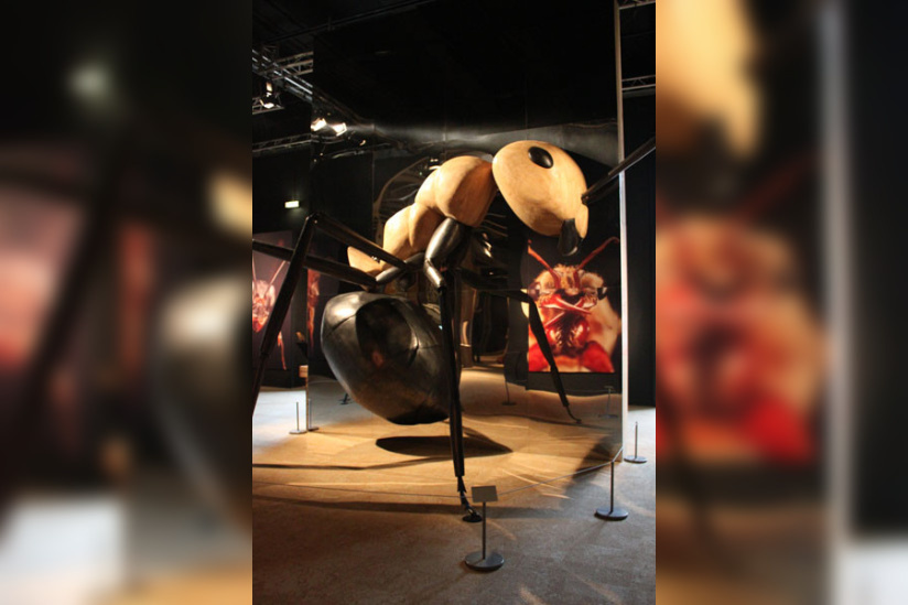 Mille milliards de fourmis, l'exposition au Palais de la Découverte
