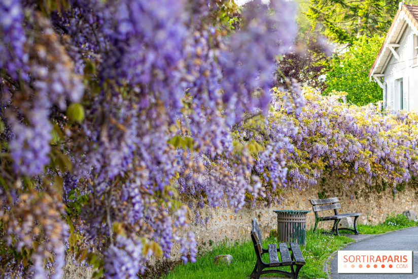 Ou voir les plus belles glycines de Paris, les spots incontournables et cachés - Chevreuse