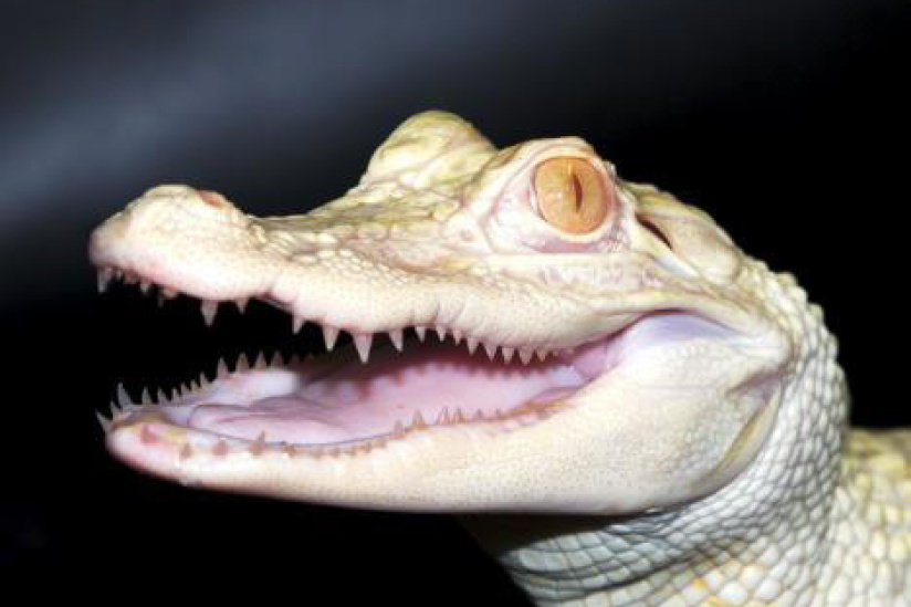 alligators albinos à l'aquarium de paris