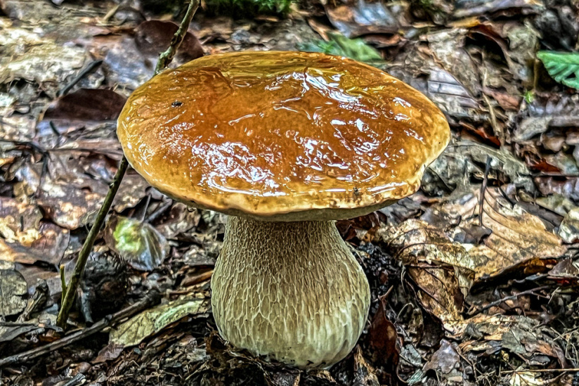 Où cueillir des champignons autour de paris ?