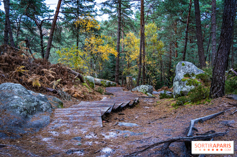 Journée internationale des forêts 2024 : des visites guidées gratuites en forêt de Fontainebleau
