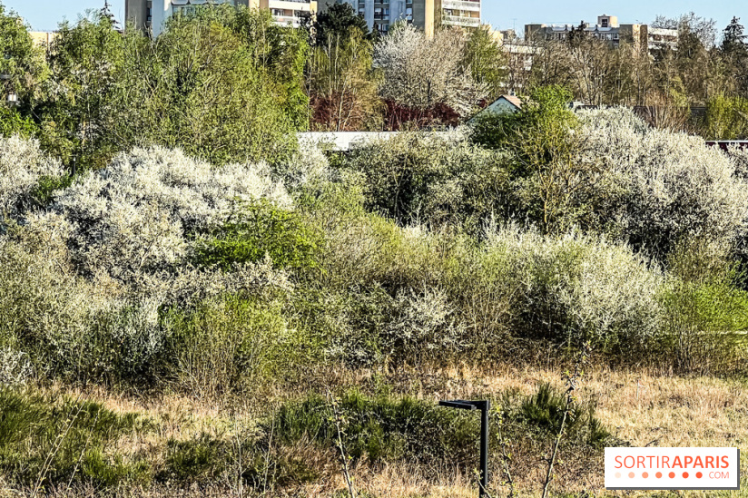 Allergies aux pollens en Ile-de-France : nouveau bulletin, causes et recommandations 