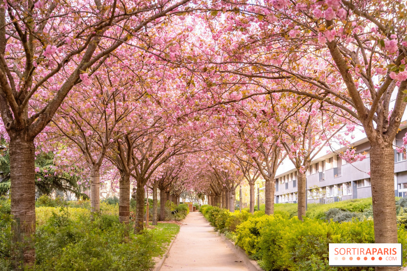 La Mail de Bièvre et ses cerisiers en fleurs, le spot Hanami caché à Paris