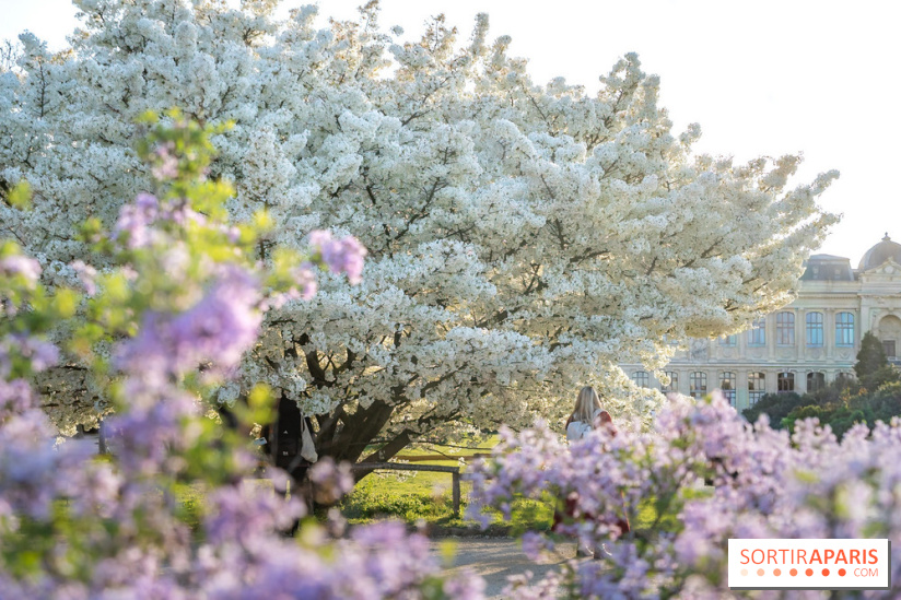 Le cerisier du Japon 'Shirotae' du Jardin des Plantes : l'arbre remarquable au blanc éclatant en fleurs