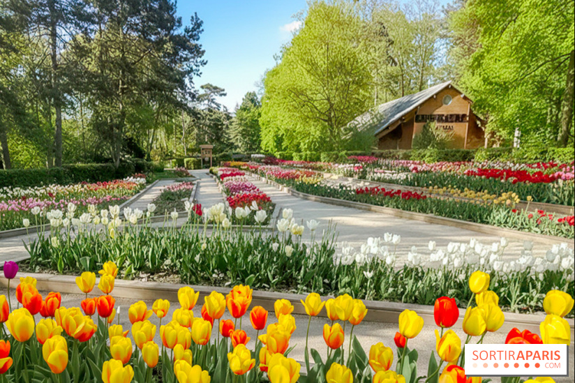 Le Parc Floral de Paris Vincennes, tulipes