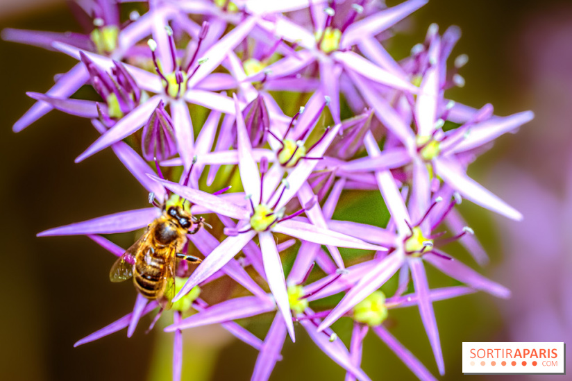 La Fête de la Nature et du bien-être animal vous attend ce samedi en Val-de-Marne