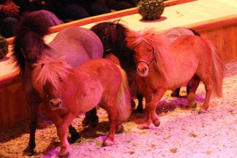 Le Musée vivant du Cheval, les poneys font leur show