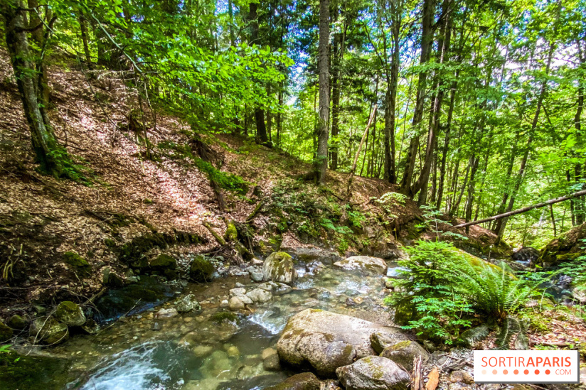 Les Nuits des Forêts 2022, redécouvrez vos forêts !