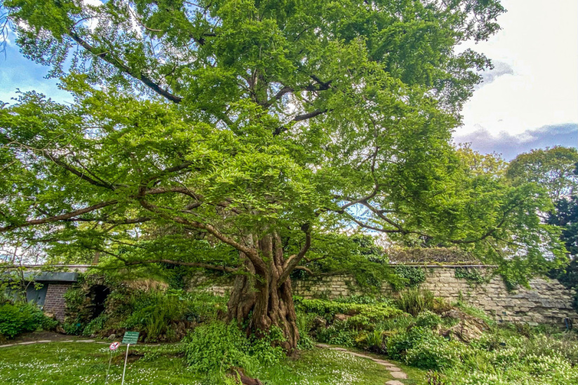Aidez à recenser les plus beaux arbres de Paris !