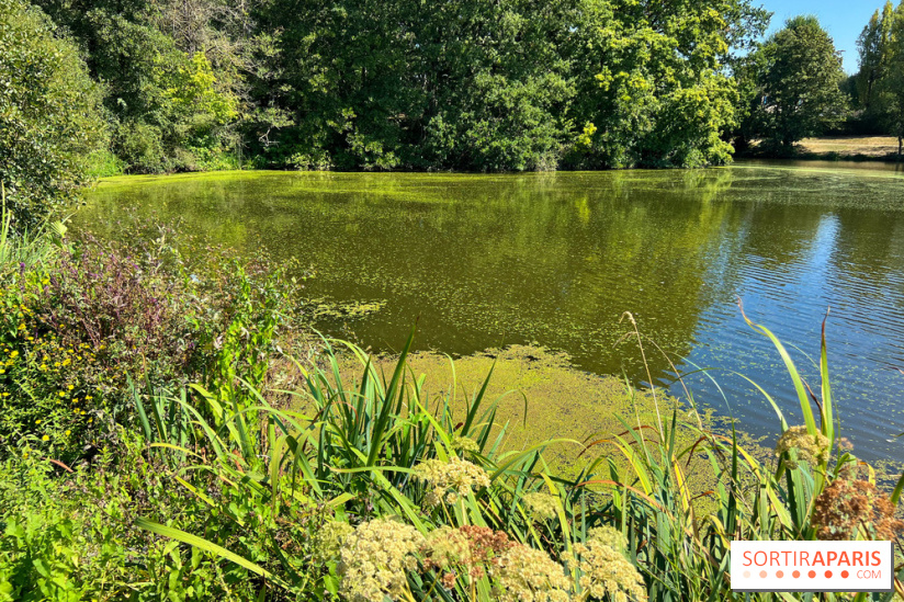 Les cyanobactéries prolifèrent en Ile-de-France, attention aux chiens et à la pêche