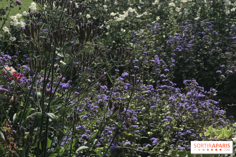 Distribution gratuite de 50.000 sachets de graines à Paris !