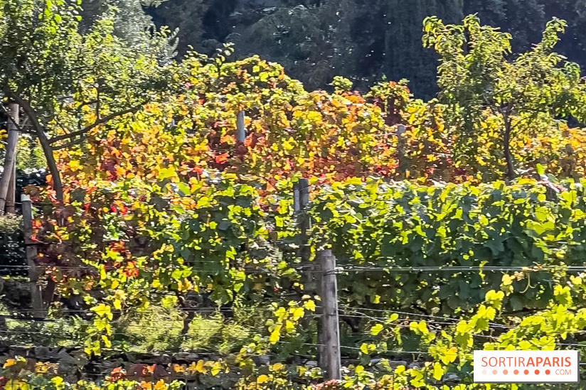 La Fête de la vigne à Suresnes 