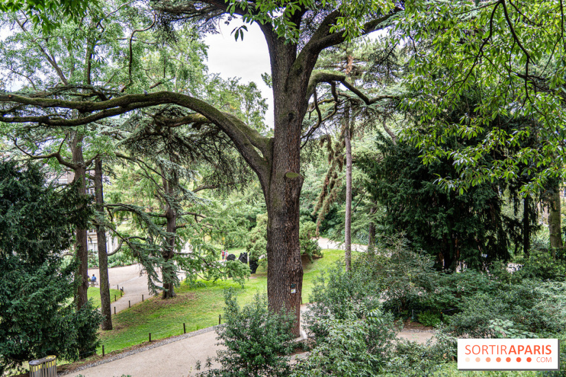 Le Jardin des Plantes cache le plus ancien cèdre du Liban de Paris, histoire insolite