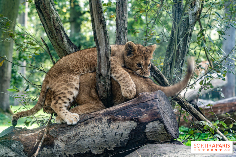 Carnet rose au Zoo de Thoiry (78) : deux bébés lionnes pointent le bout de leur nez