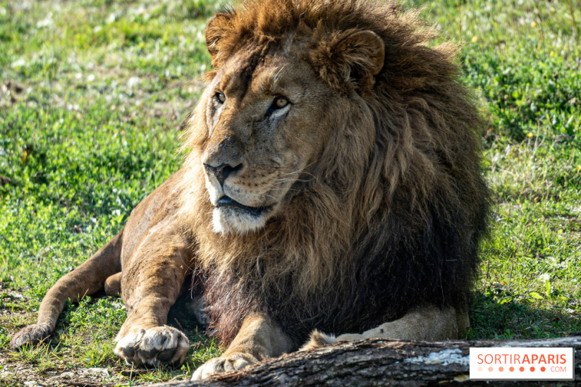 Halloween aux Parcs Zoologiques de Lumigny : Une Aventure Mystérieuse vous attend !