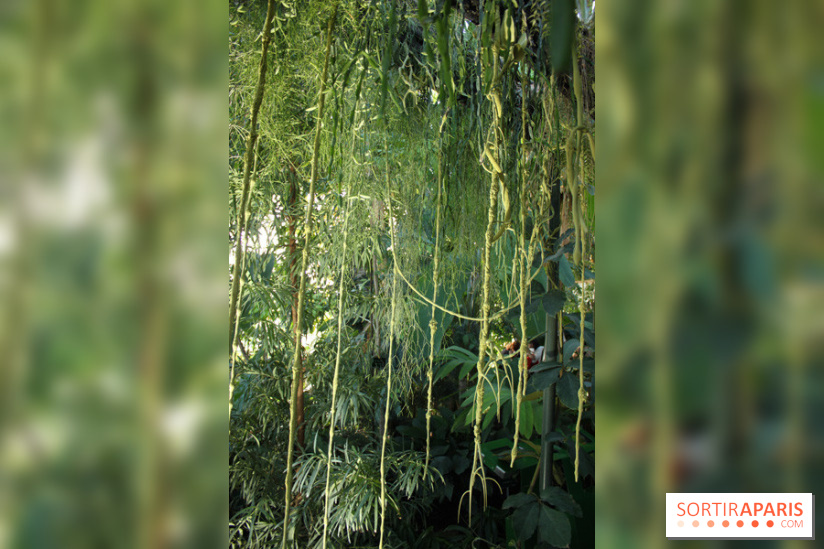 Noces Végétales au Jardin des Plantes : la traversée végétale