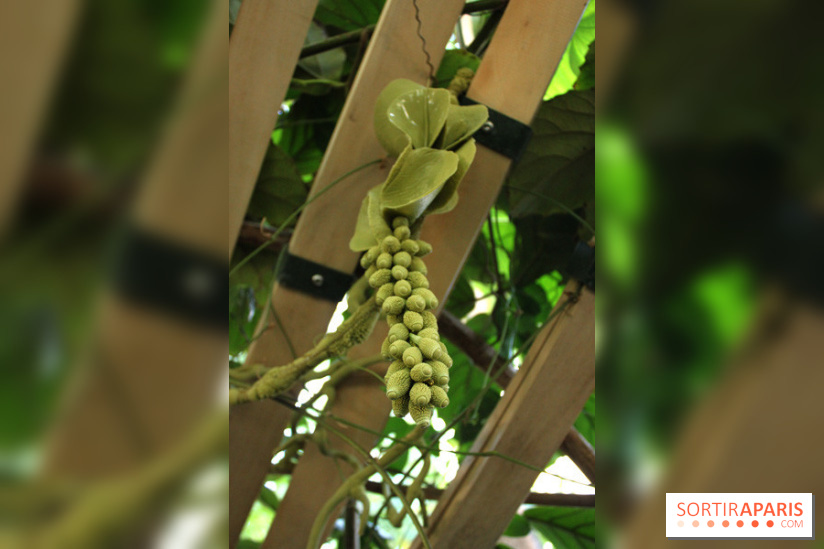 Noces Végétales au Jardin des Plantes : la traversée végétale