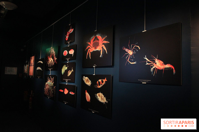 Exposition coquillages et crustacés à l'aquarium de la Porte Dorée