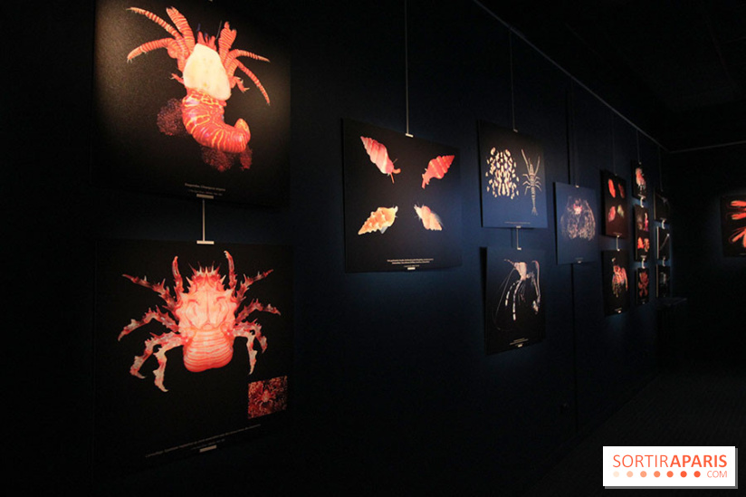 Exposition coquillages et crustacés à l'aquarium de la Porte Dorée