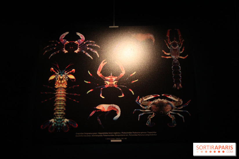 Exposition coquillages et crustacés à l'aquarium de la Porte Dorée