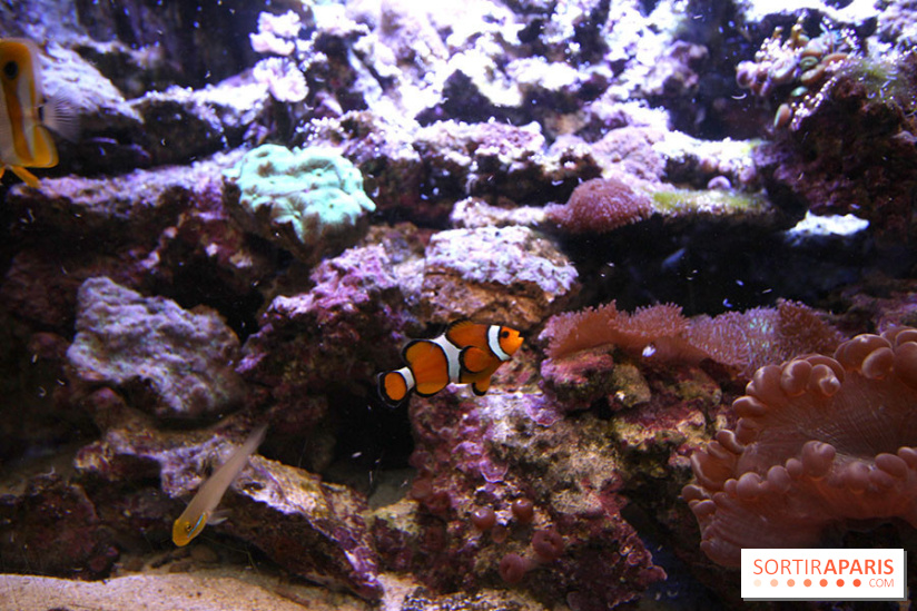 Aquarium de la Porte Dorée à Paris