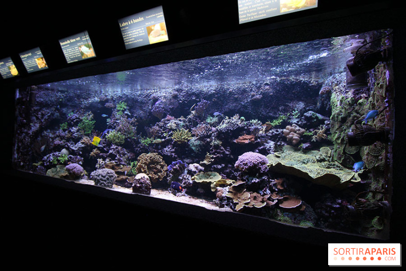 Aquarium de la Porte Dorée à Paris