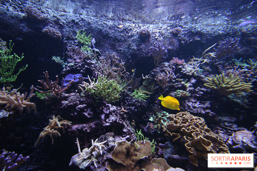 Aquarium de la Porte Dorée à Paris