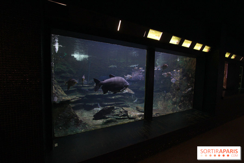 Aquarium de la Porte Dorée à Paris