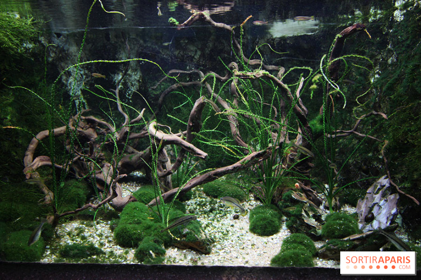Aquarium de la Porte Dorée à Paris
