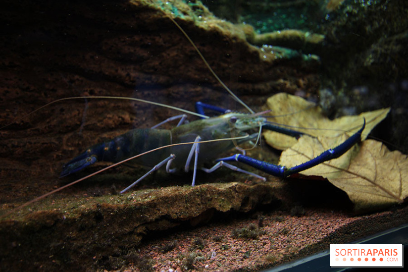 Aquarium de la Porte Dorée à Paris