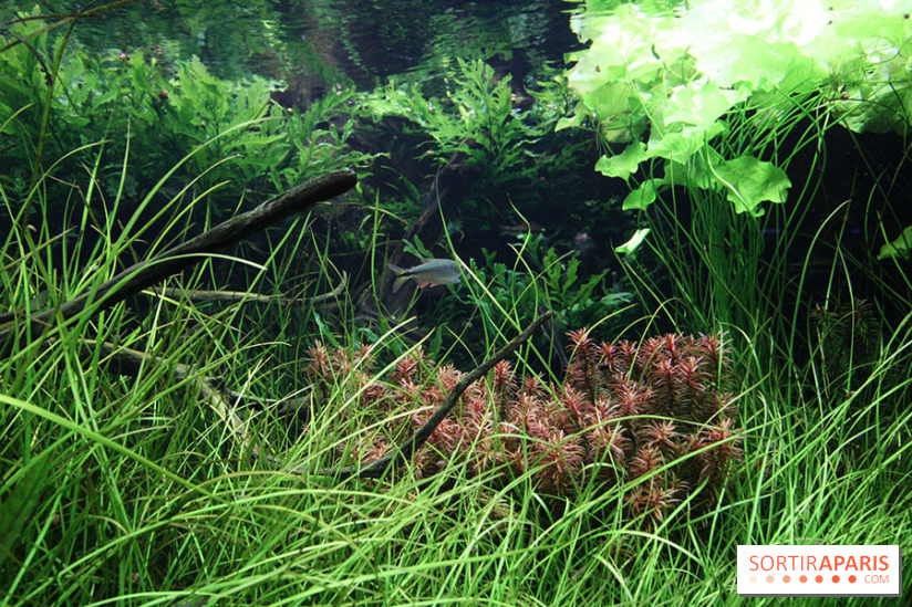 Aquarium de la Porte Dorée à Paris