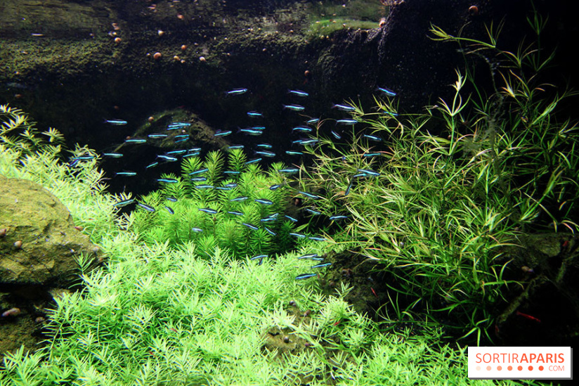 Aquarium de la Porte Dorée à Paris