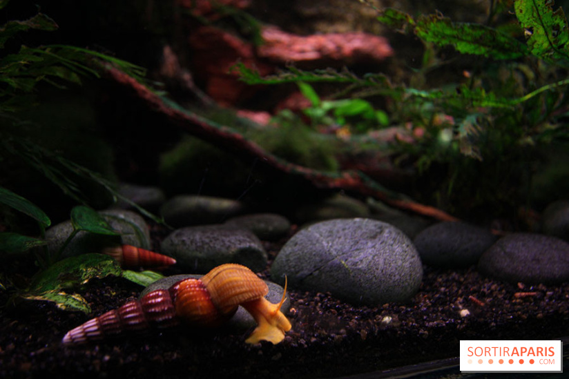 Aquarium de la Porte Dorée à Paris