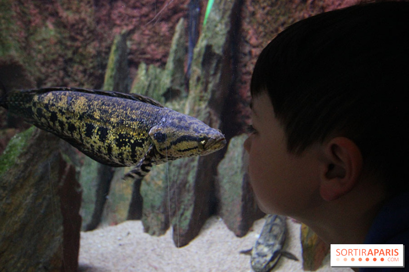 Aquarium de la Porte Dorée à Paris