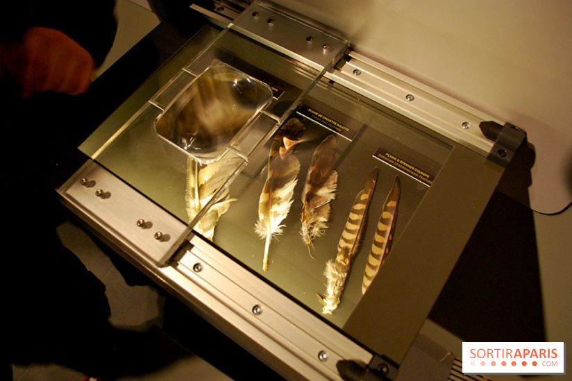 Exposition Nuit au Muséum Natinaol d'Histoire Naturelle