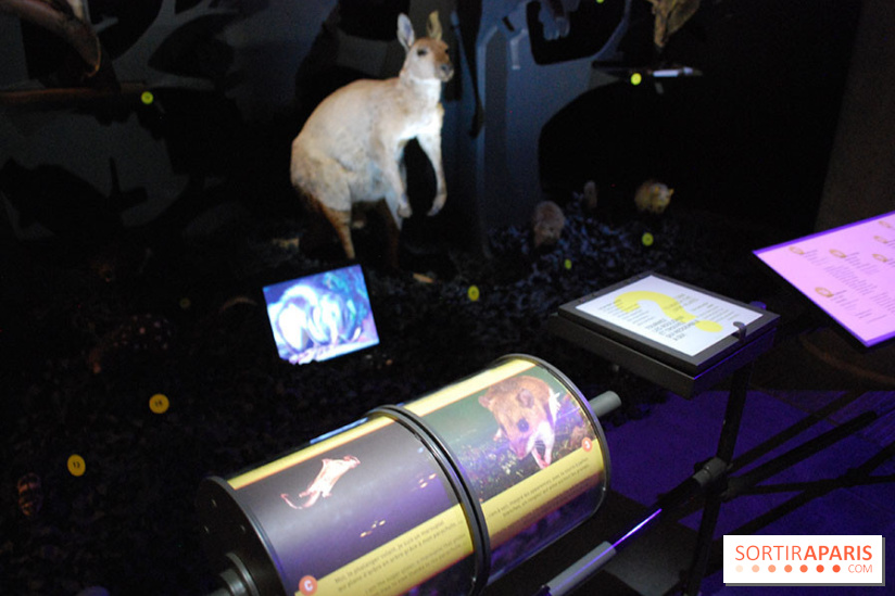 Exposition Nuit au Muséum Natinaol d'Histoire Naturelle