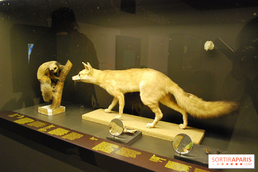 Exposition Nuit au Muséum Natinaol d'Histoire Naturelle