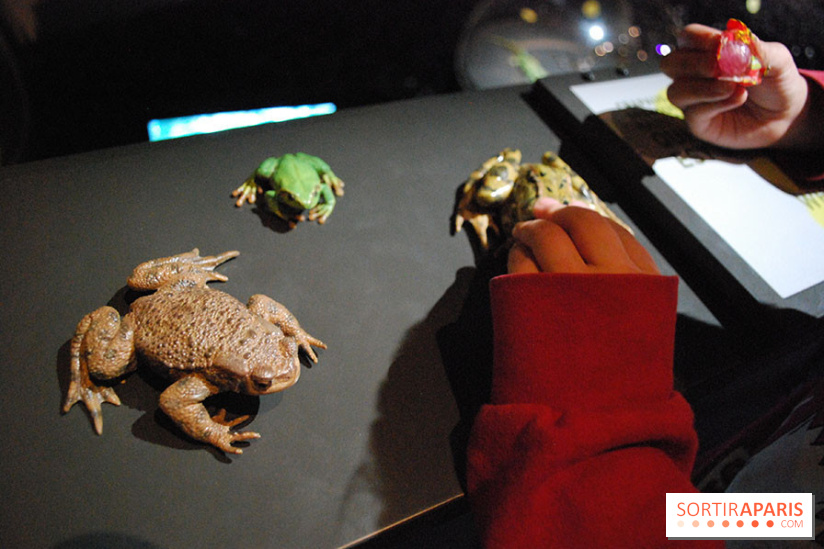 Exposition Nuit au Muséum Natinaol d'Histoire Naturelle