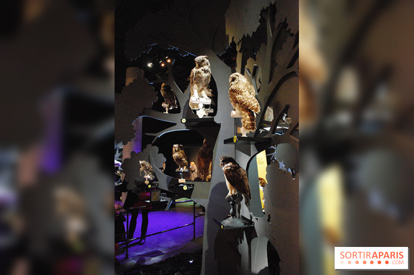 Exposition Nuit au Muséum Natinaol d'Histoire Naturelle