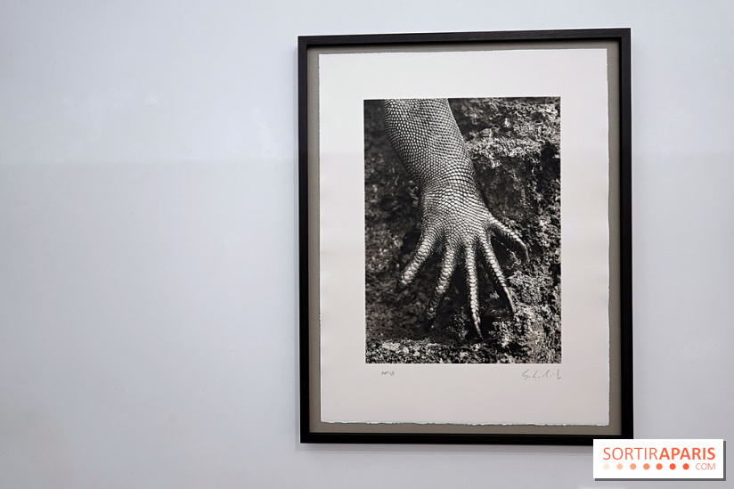SEBASTIAO SALGADO セバスチャンサルガド GENESIS 写真集 セバスチャン・サルガド写真集『Genesis』 セバスチャン