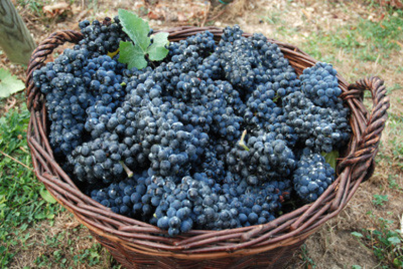 Vendanges participatives à Paris 