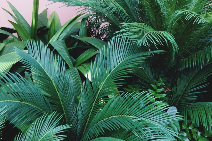 Plantes pour Tous : nouvelle grande vente de plantes dès 2 € au Grand Breguet à Paris