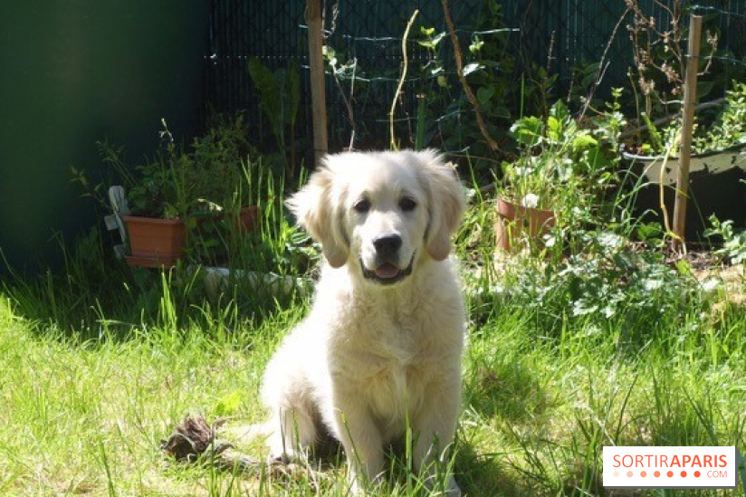 Les parcs, squares et jardins où promener son chien à Paris, avec ou sans laisse 