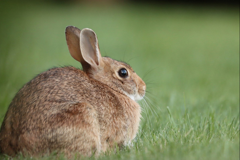 Paris : les lapins pourront rester sur la pelouse des Invalides